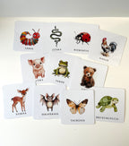 Dzīvienku kartītes.